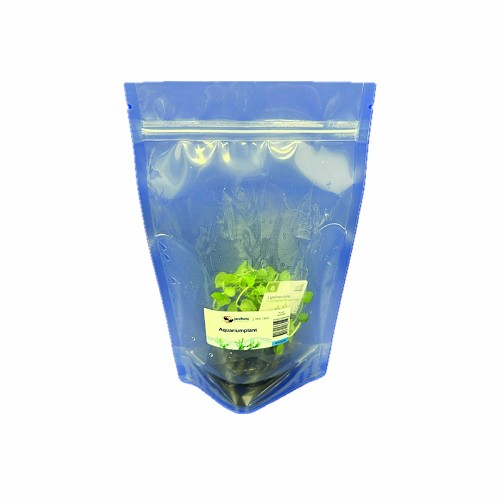 Lysimachia nummularia aurea - Gelbes Pfennigkraut im standbodenbeutel